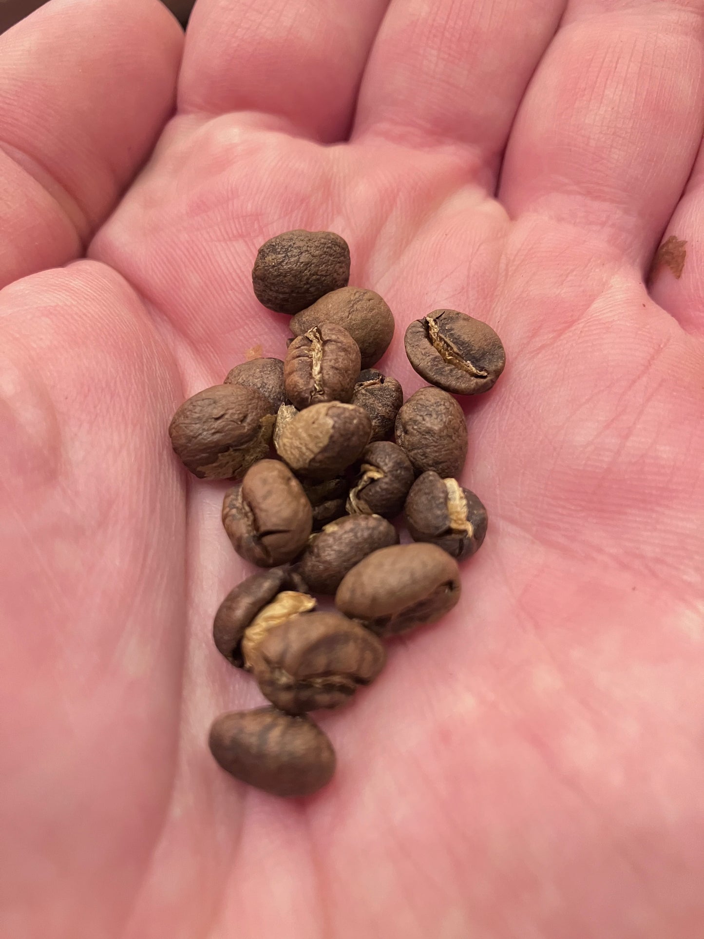 Tanzania Peaberry Micro Roast - Custom Brew Coffee